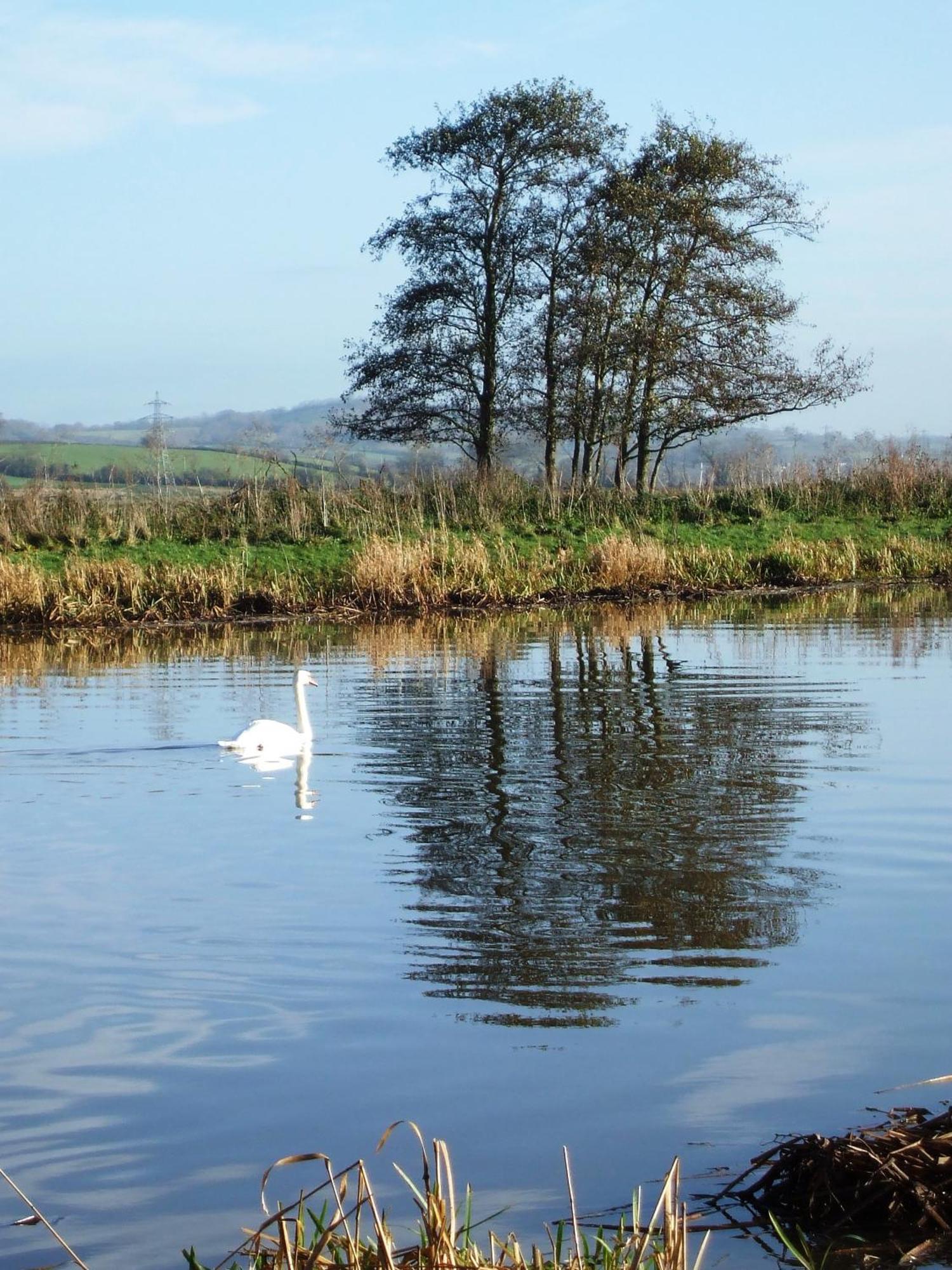 The Bower Inn Bridgwater Bagian luar foto Swans on the River Wye
